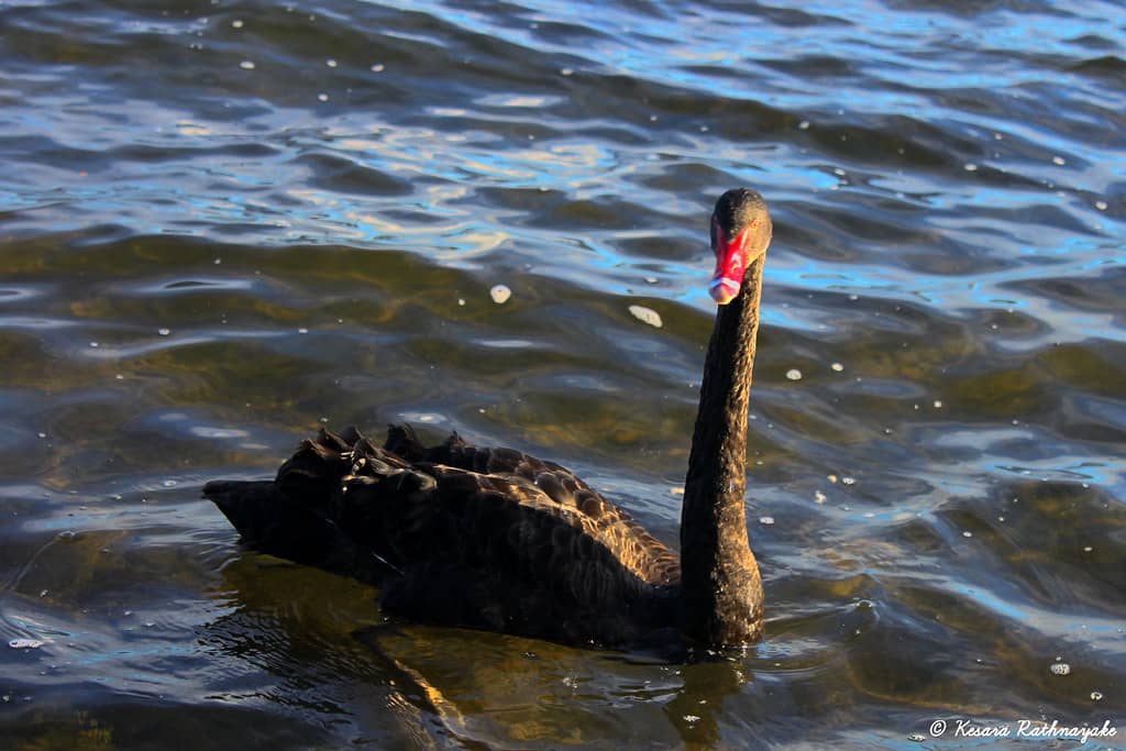 Serene Swan Encounters