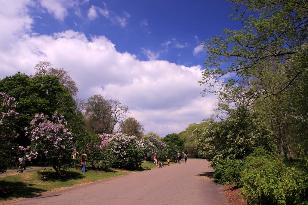 Rose Garden