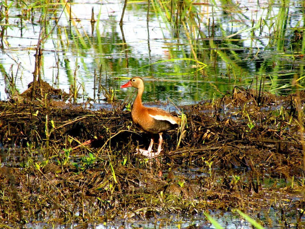 Birdwatching Paradise