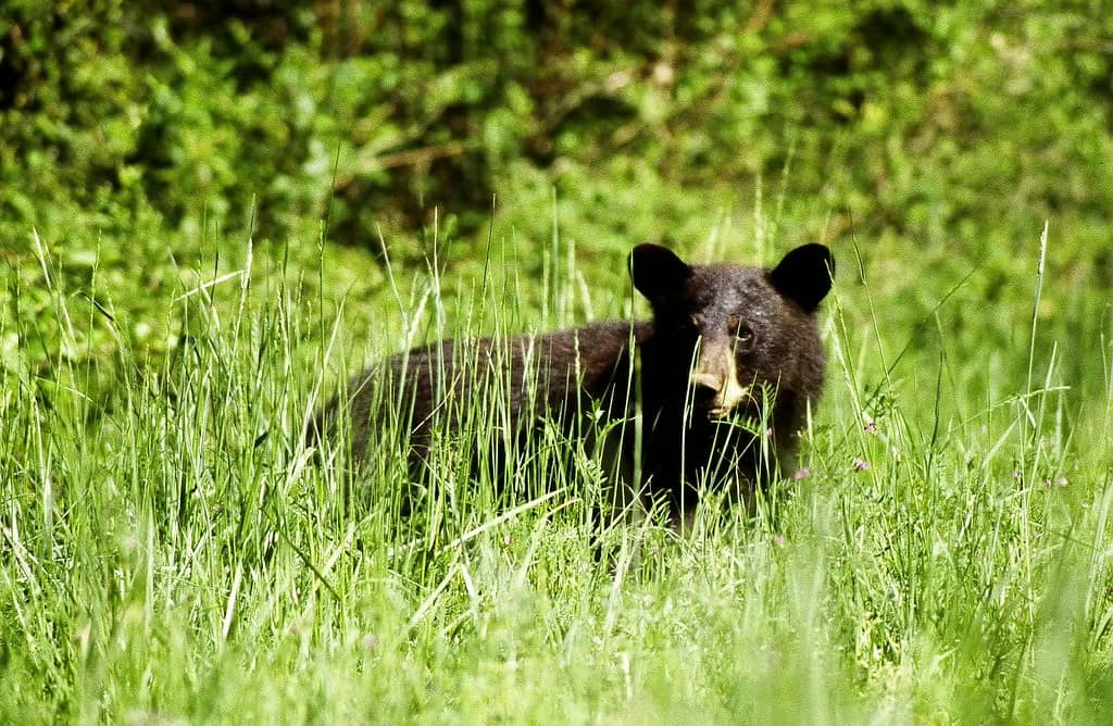 Wildlife Viewing
