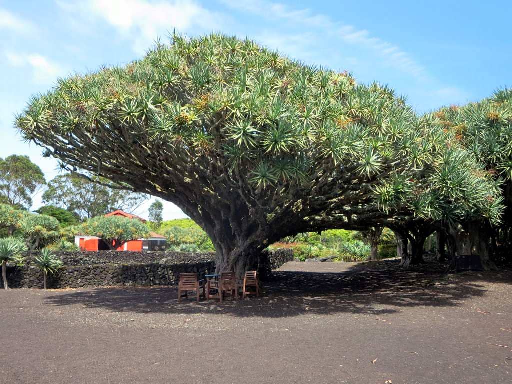 Dragon Tree Forest