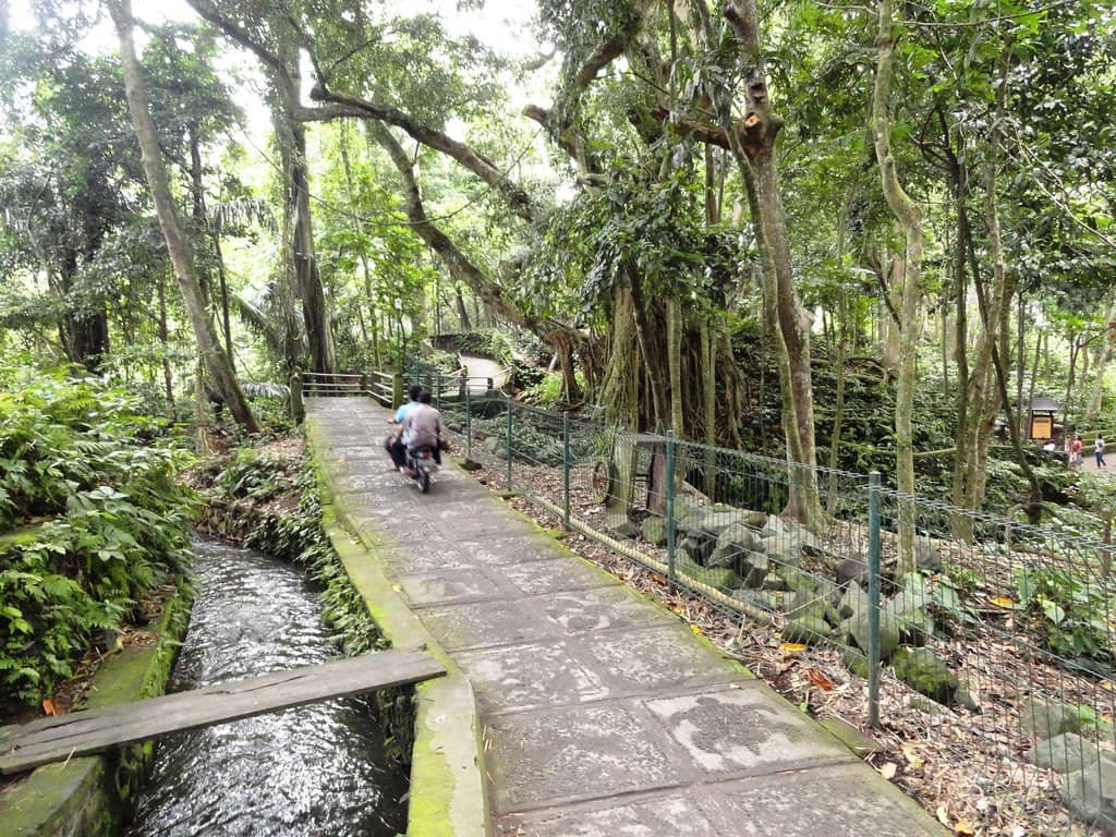 Lush Jungle Trails