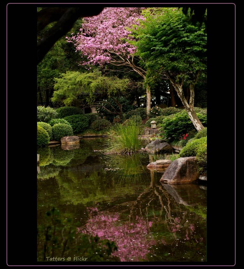 Japanese Garden & Bonsai Collection