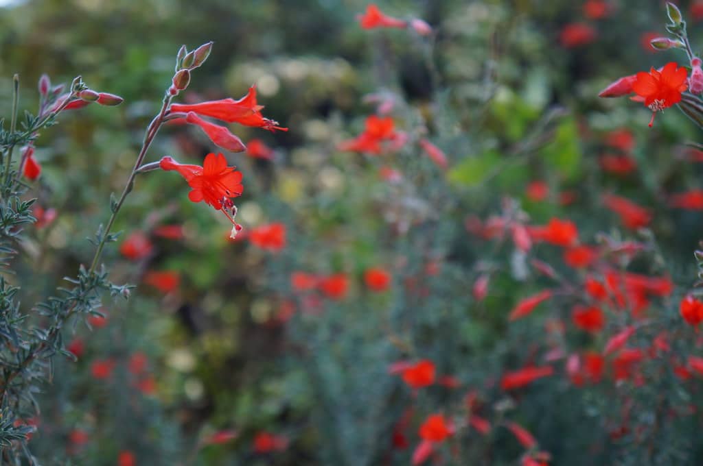 Native Plant Gardens