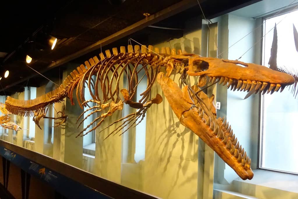 Preserved Animals