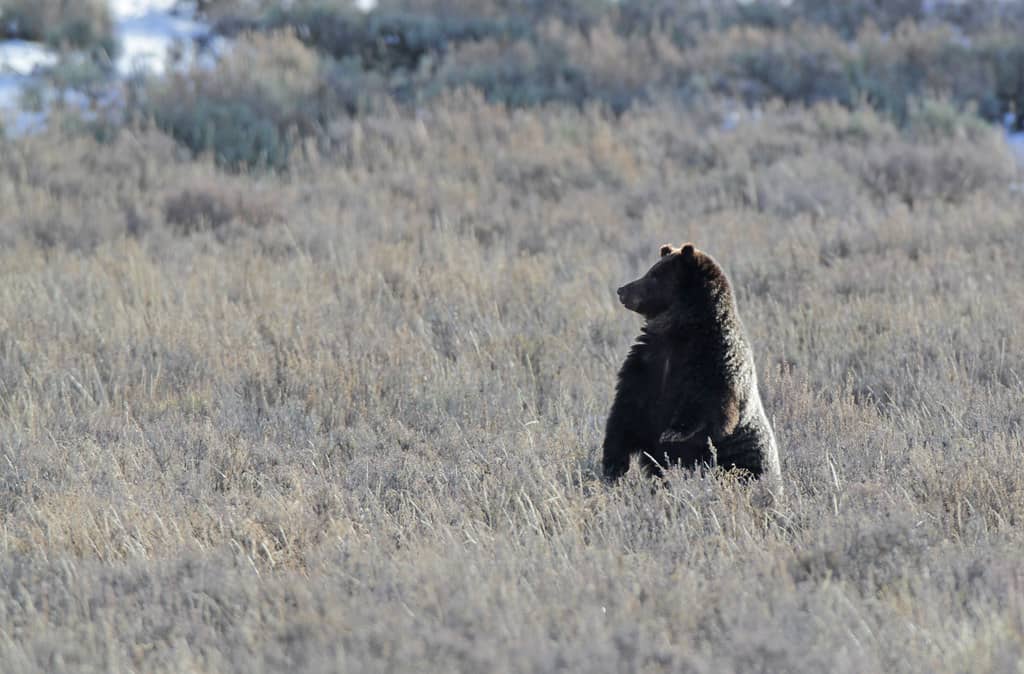 Grizzly Bear Sightings