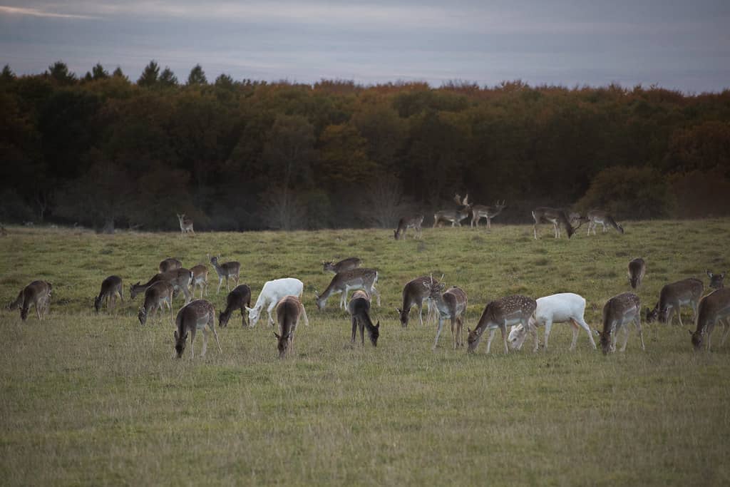 Dyrehaven Deer Park