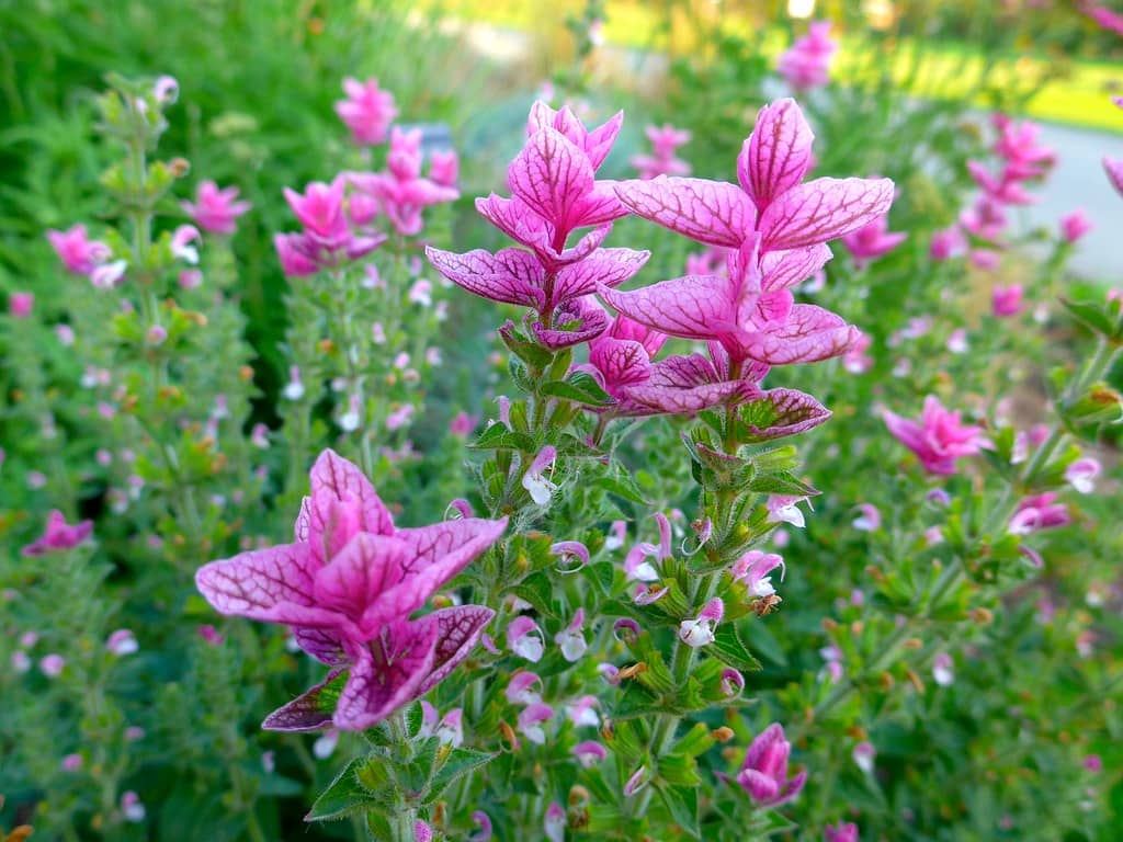 Native Plantings