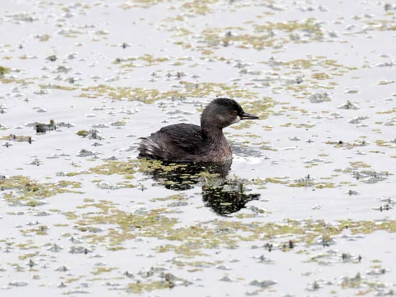 Mitchell Lake Birdwatching