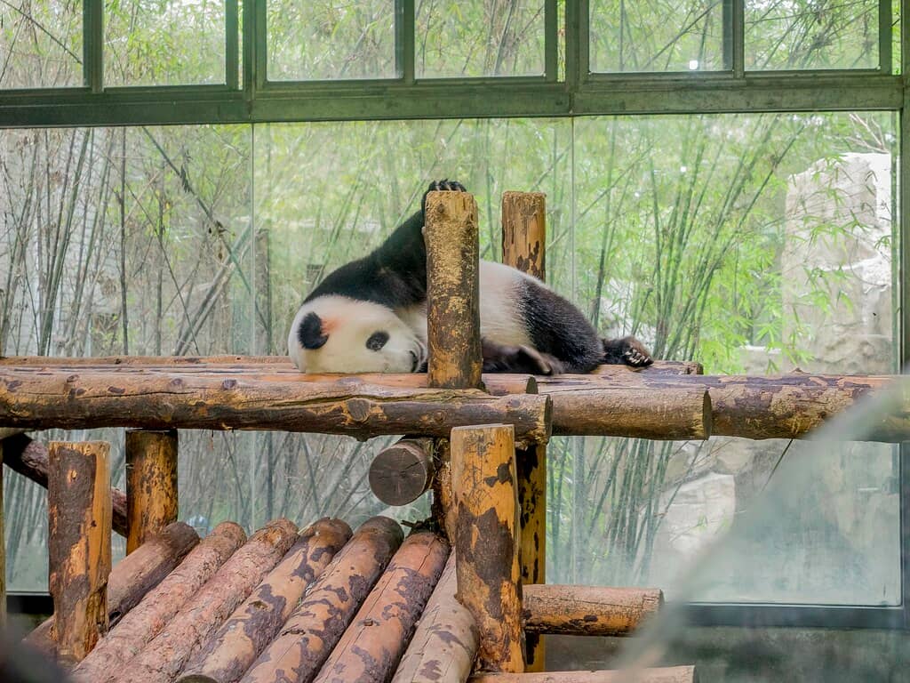 Diverse Wildlife Collection