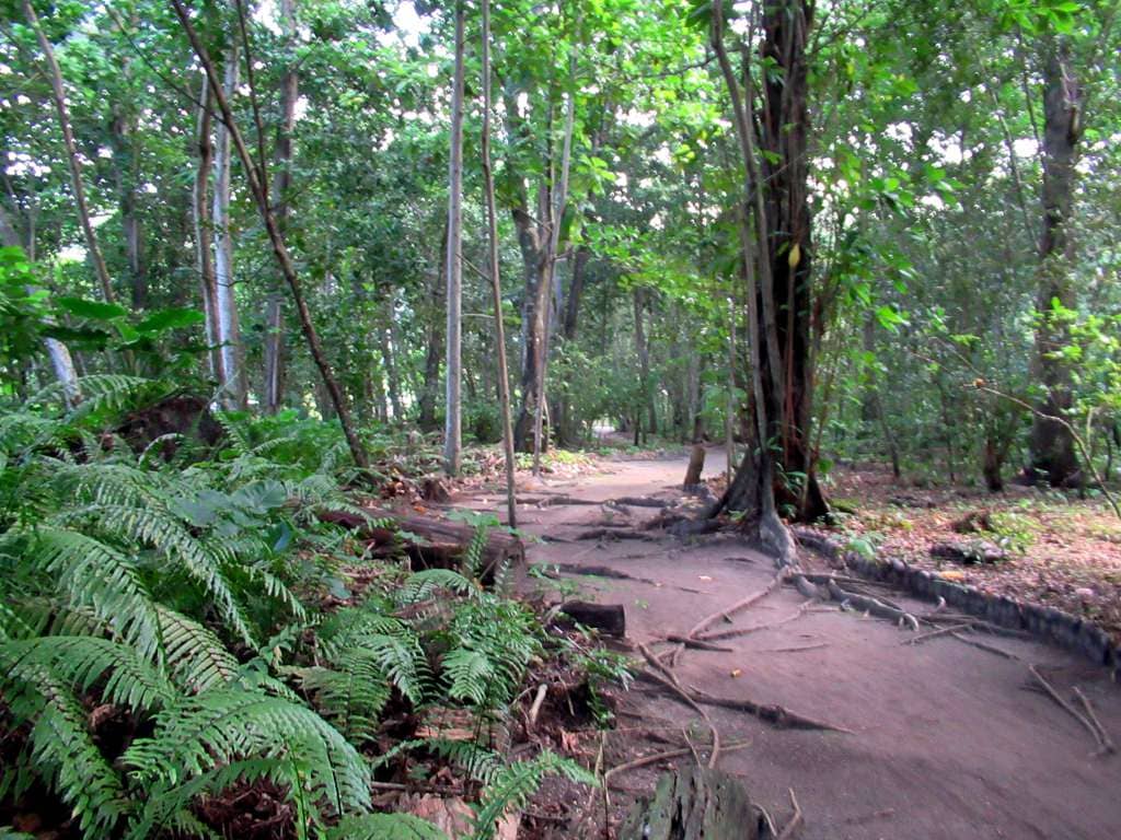 Lush Forest Trails