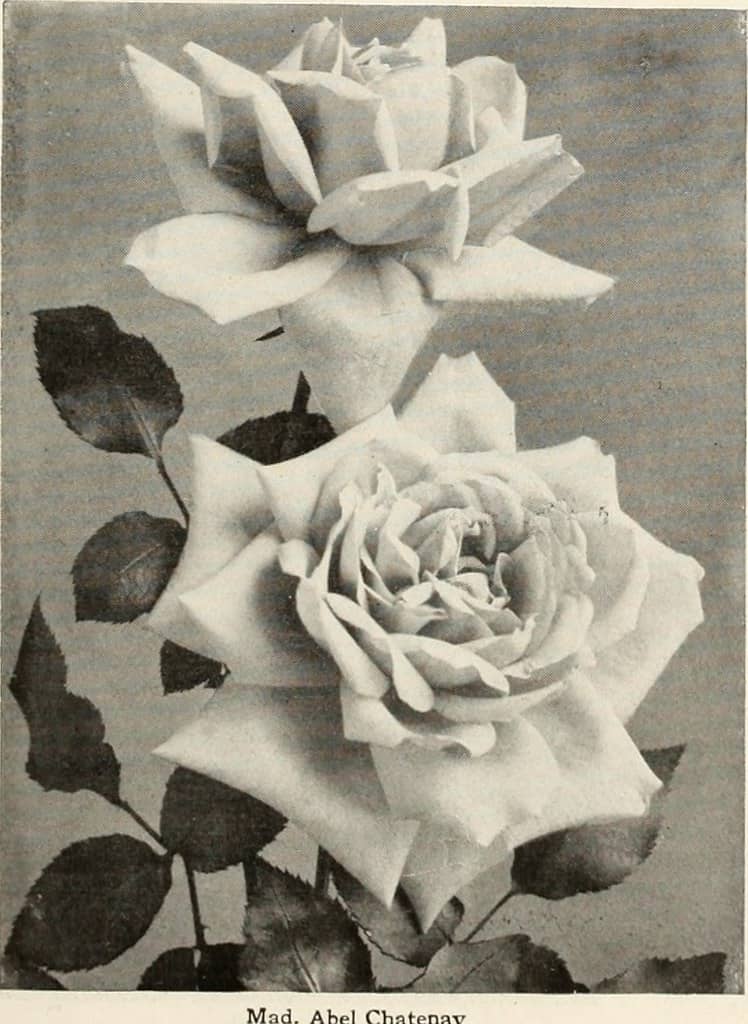 5,000+ Rose Varieties