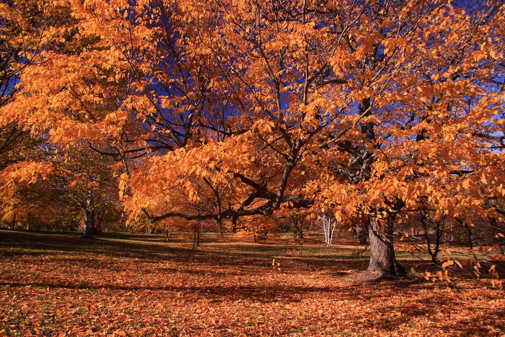 Fall Foliage