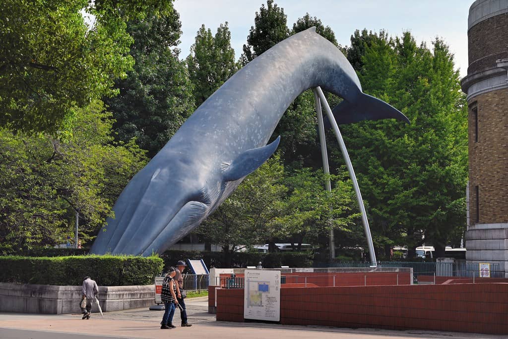 Hachiko's Taxidermied Body