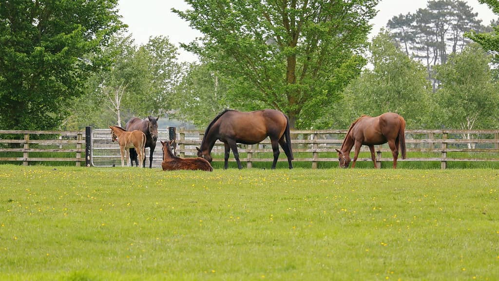 Irish National Stud