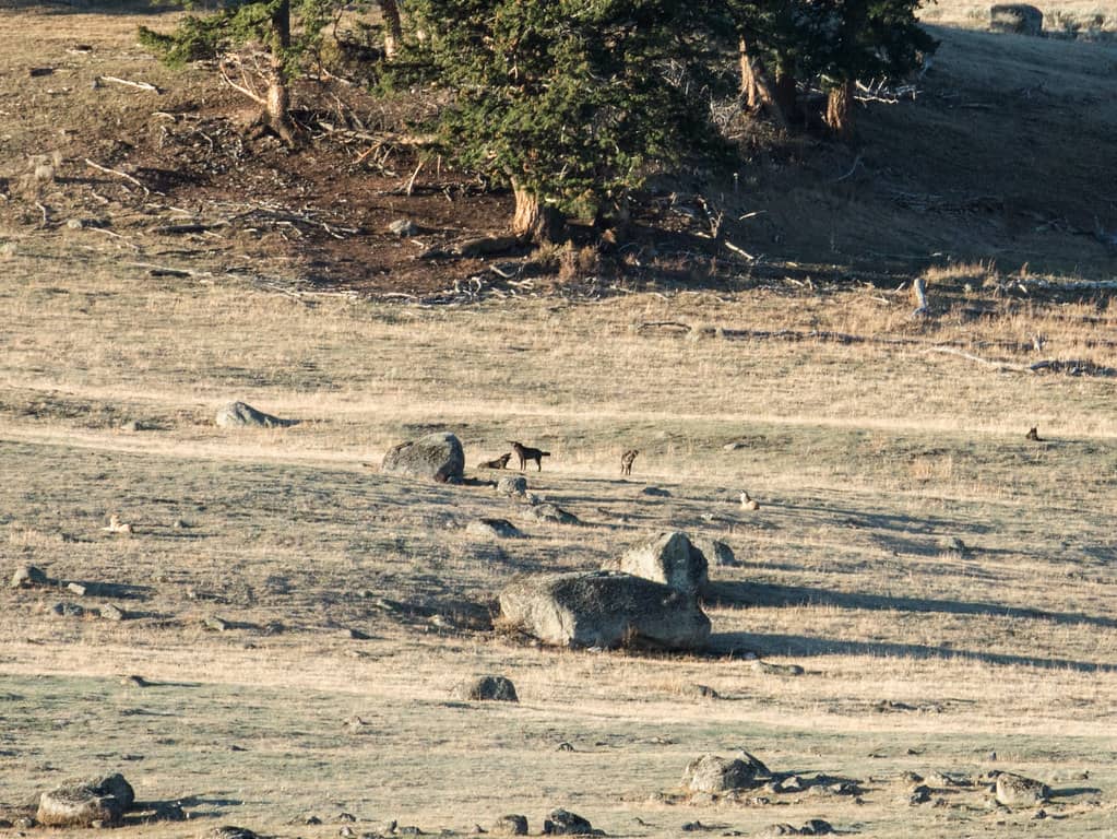 Wolf Watching