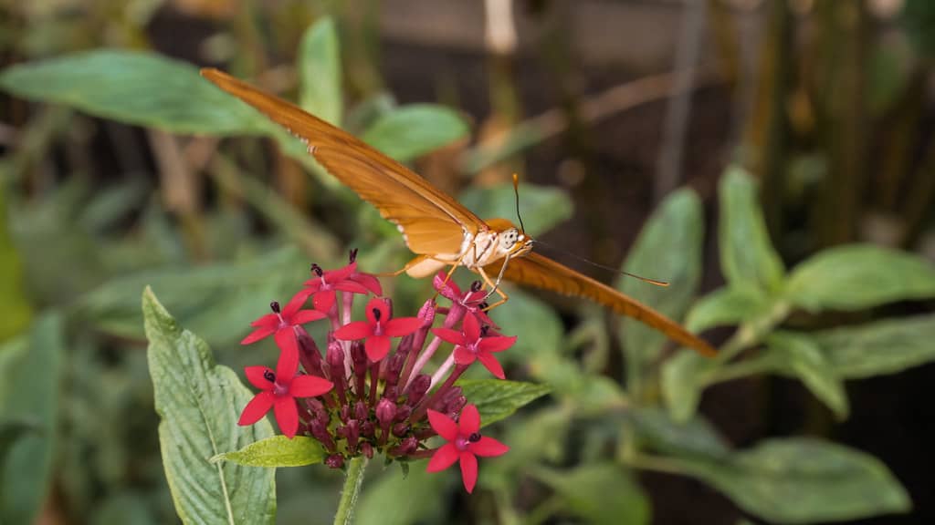 Butterfly Enclosure