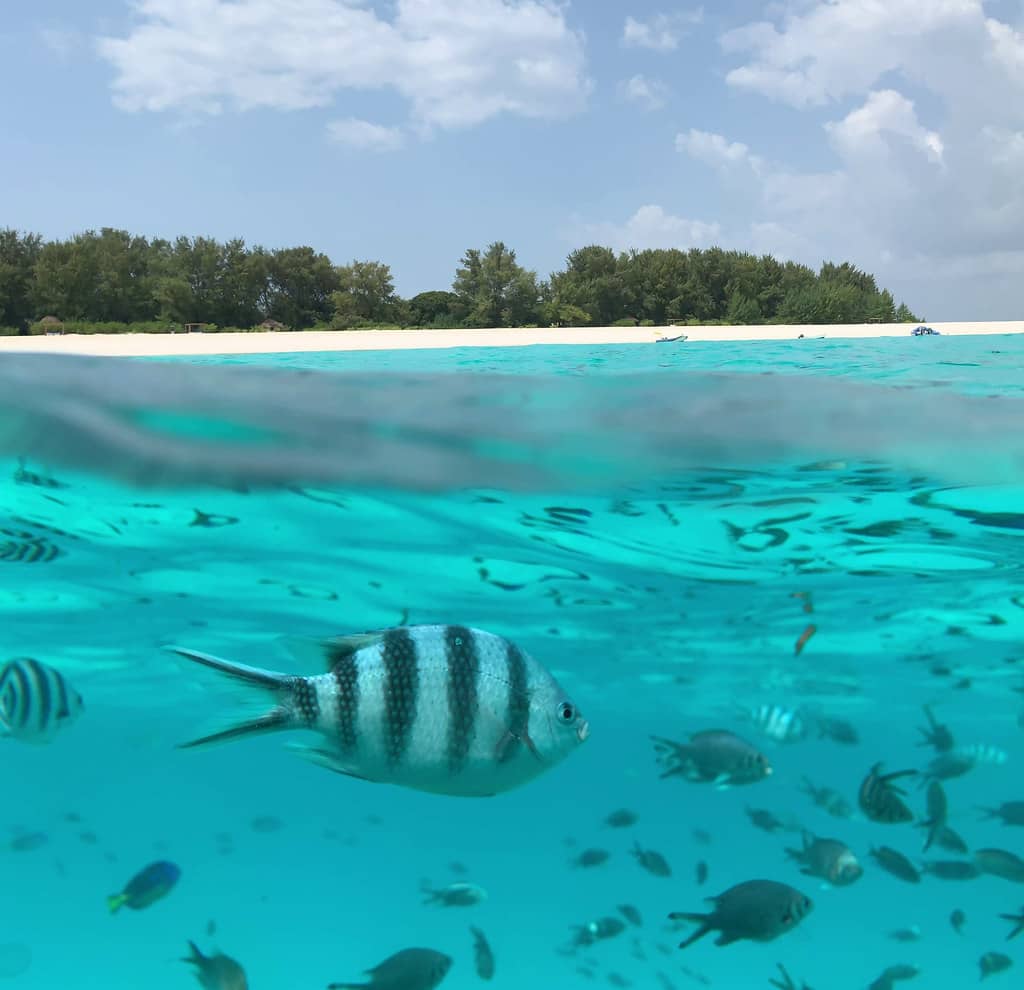 Dolphin Watching