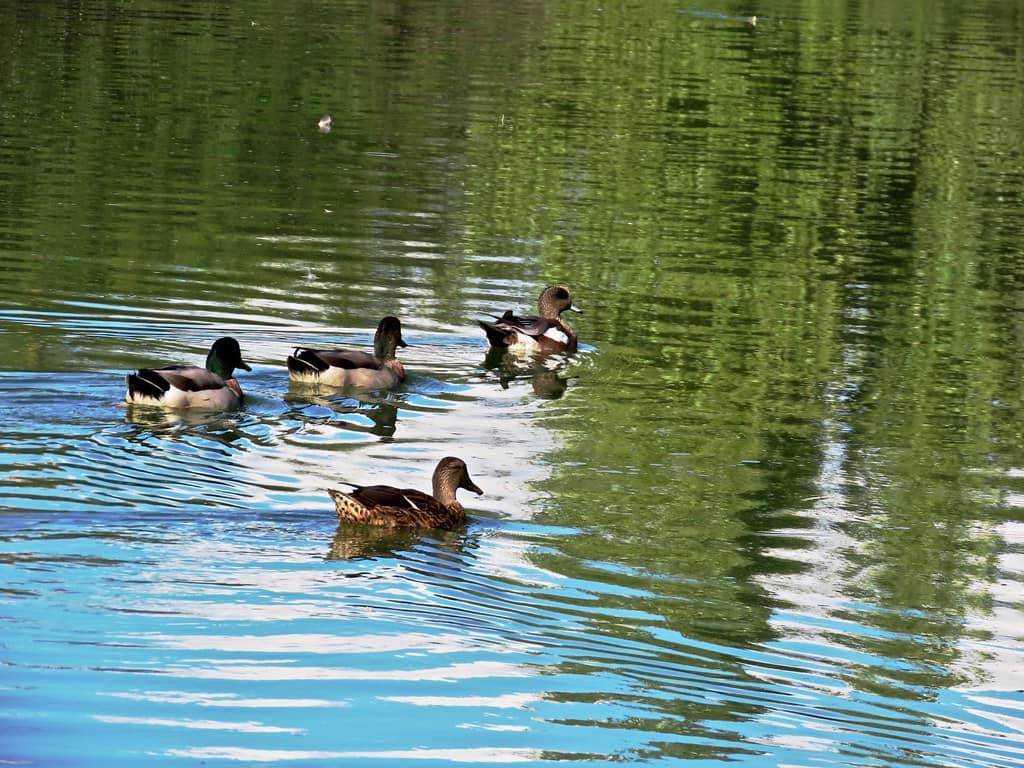 Duck and Turtle Pond