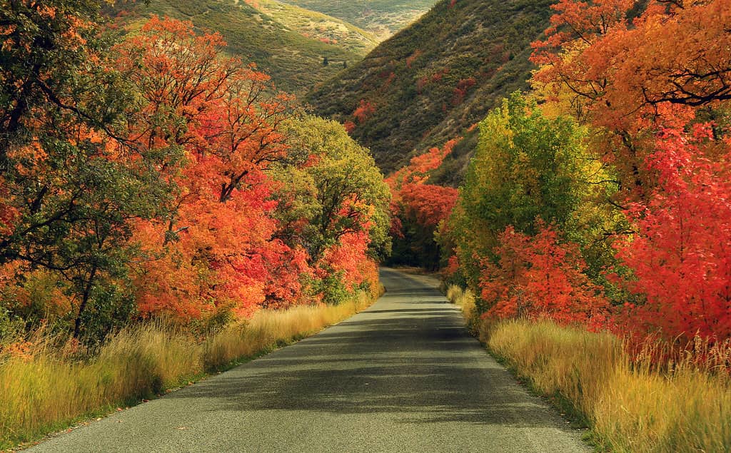 Fall Colors