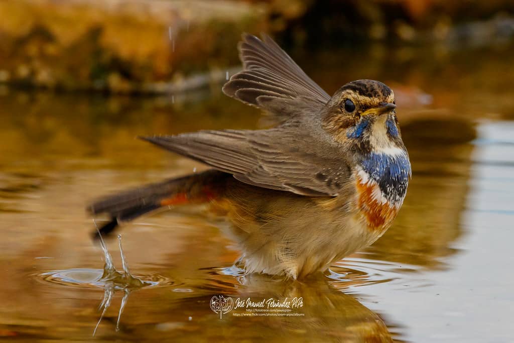 Bird Photography Opportunities