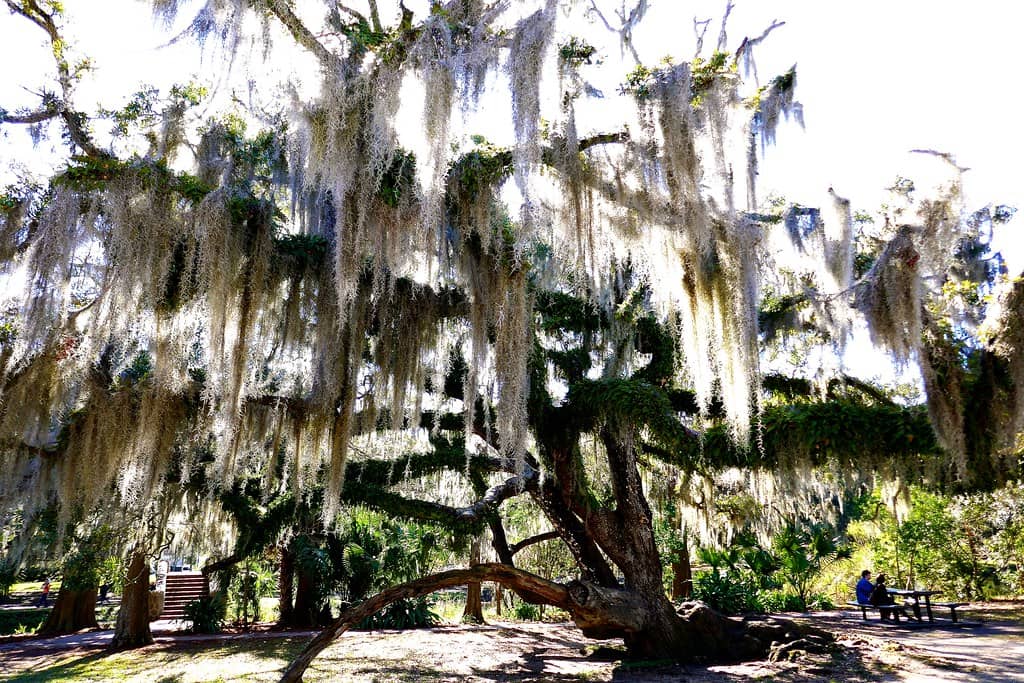 Grand Live Oaks