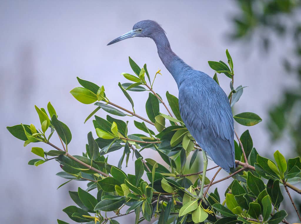 Wildlife Viewing