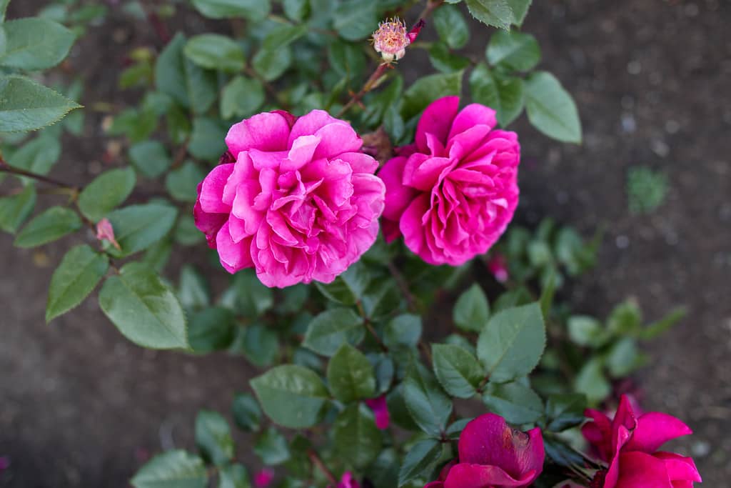 Rose Gardens