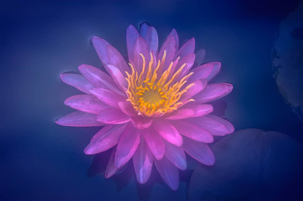 Waterlily Wonders