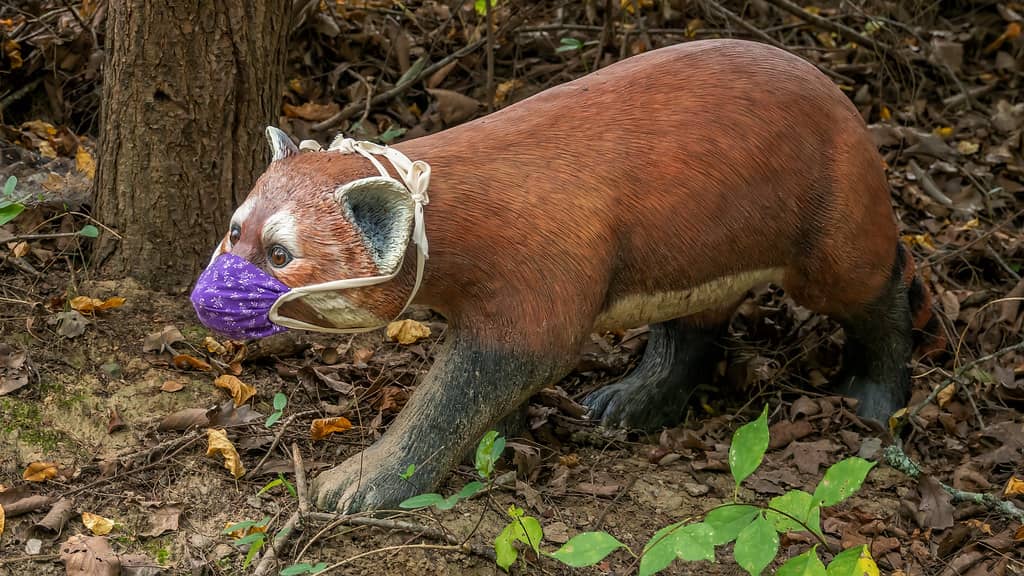 Red Panda Encounter