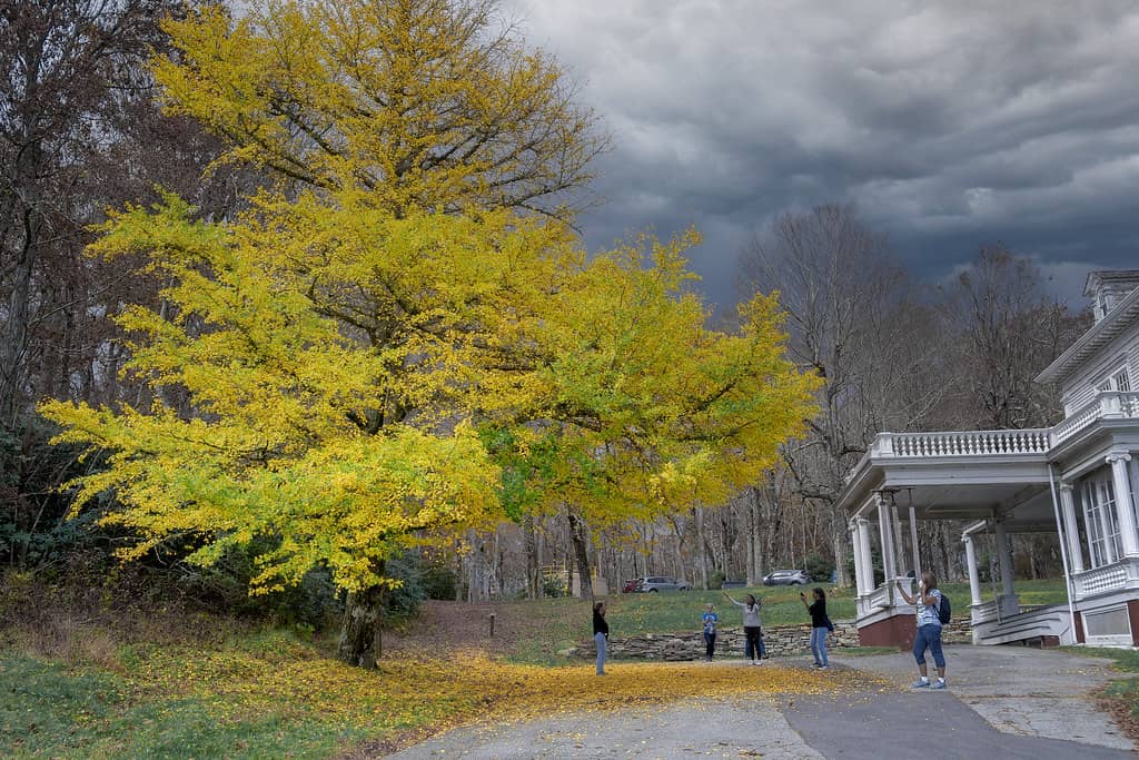 Ginkgo Tree Avenue