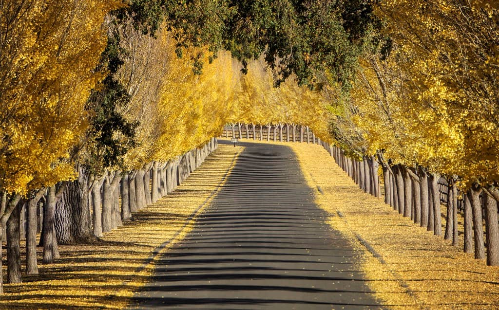 Iconic Wineries