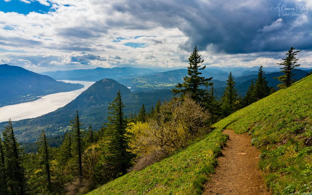 Wildflowers and Cedar Swamplands