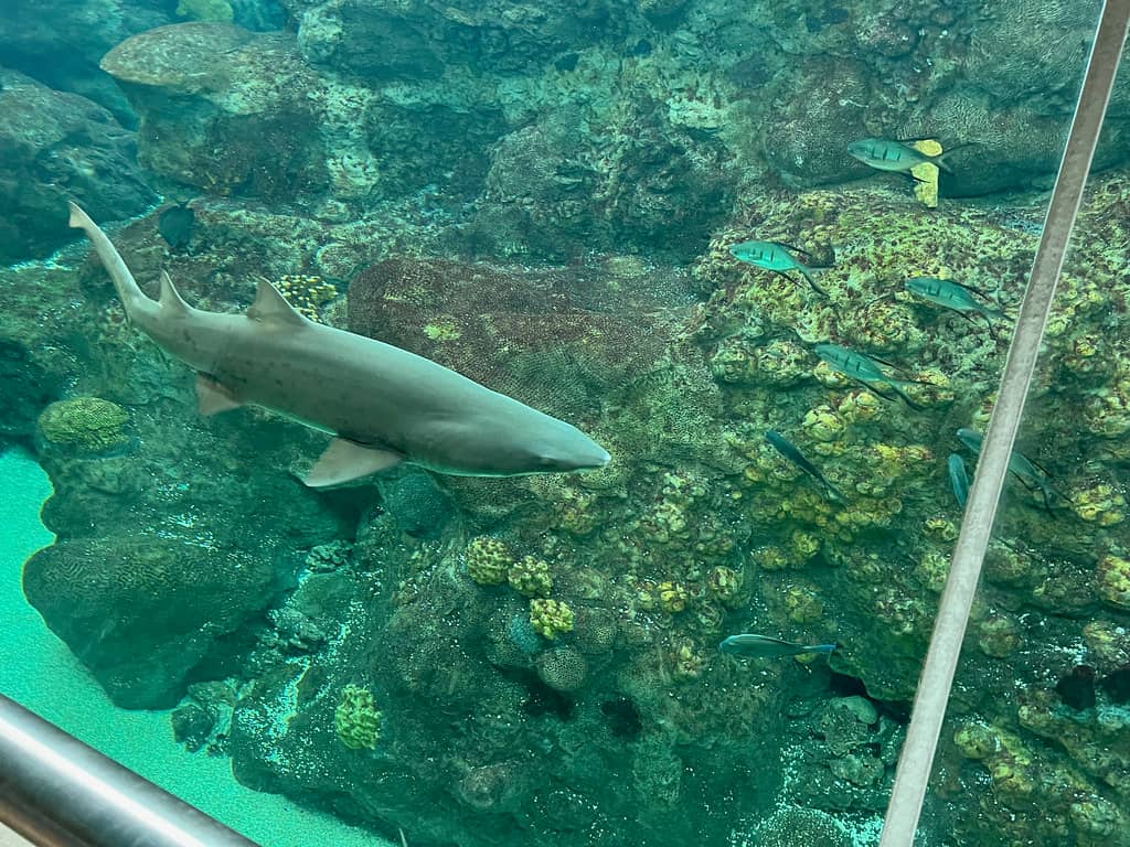 Sharks Up Close