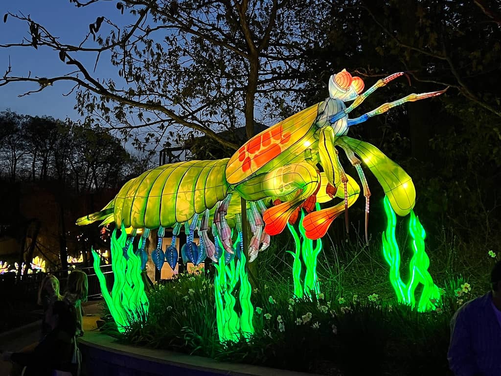 Lantern Festival Magic