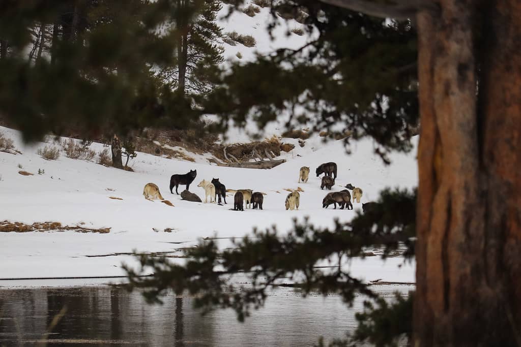 Wolf Pack Sightings