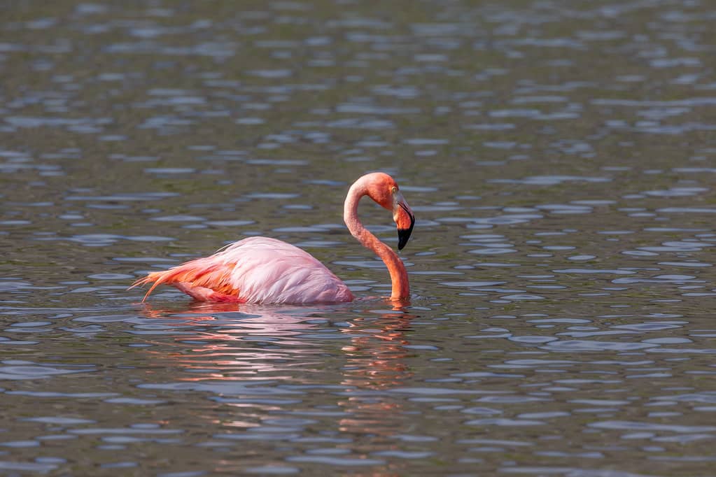 Flamingo Lagoon