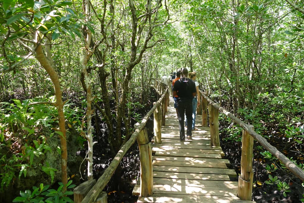Jozani Forest