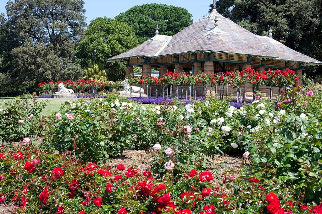 Rose Garden