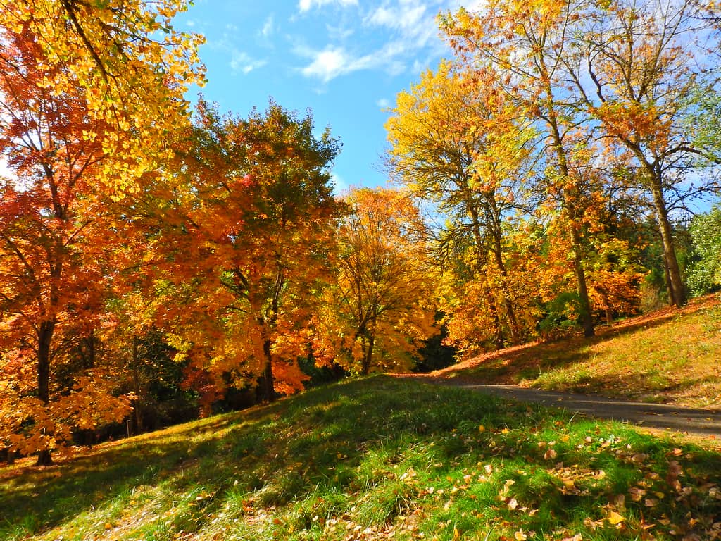 Maple Trail
