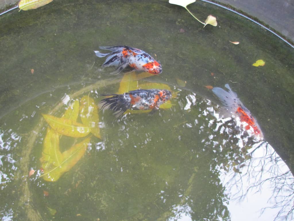Jumbo Koi Pond