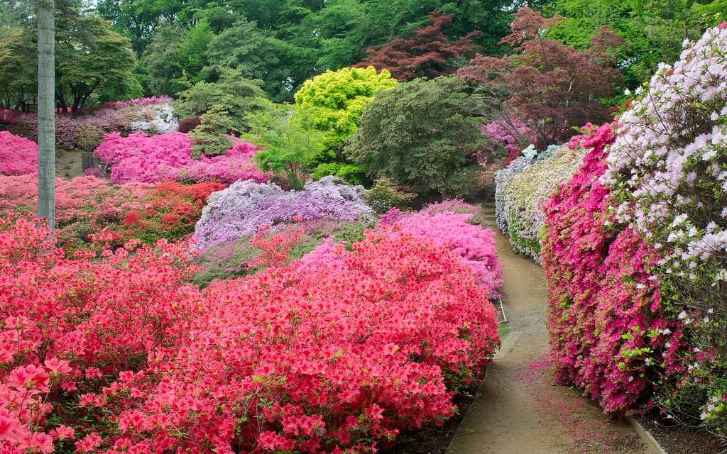 Vibrant Azalea Blooms
