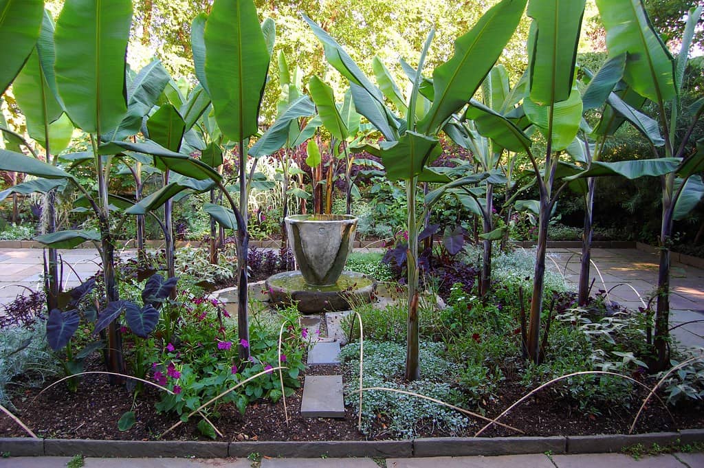 Teacup Garden