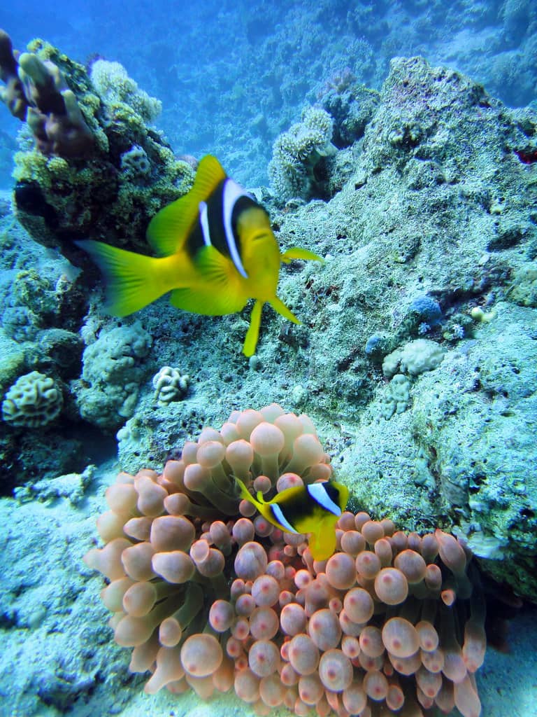 Clownfish Encounters