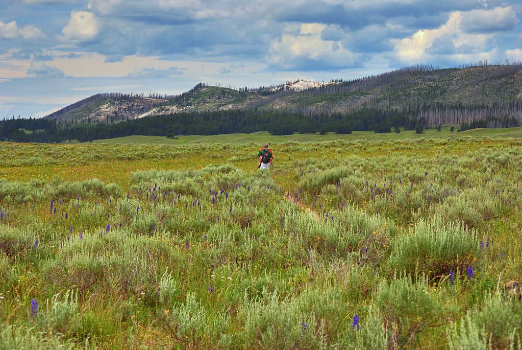 Serene Meadow Landscapes