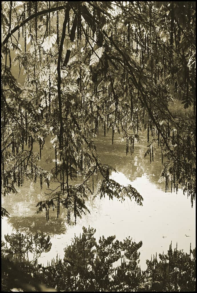 Lake and Gardens