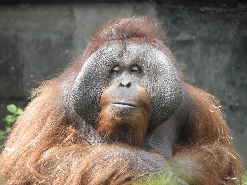 Orangutan Forest