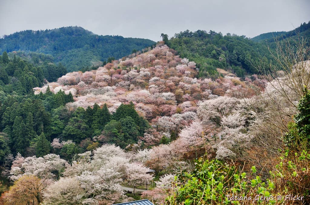 Staggered Cherry Blossom Blooms