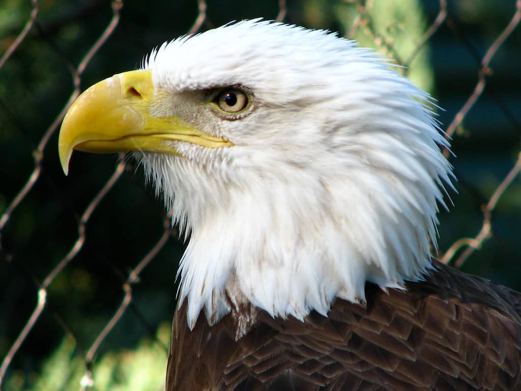 Bald Eagles