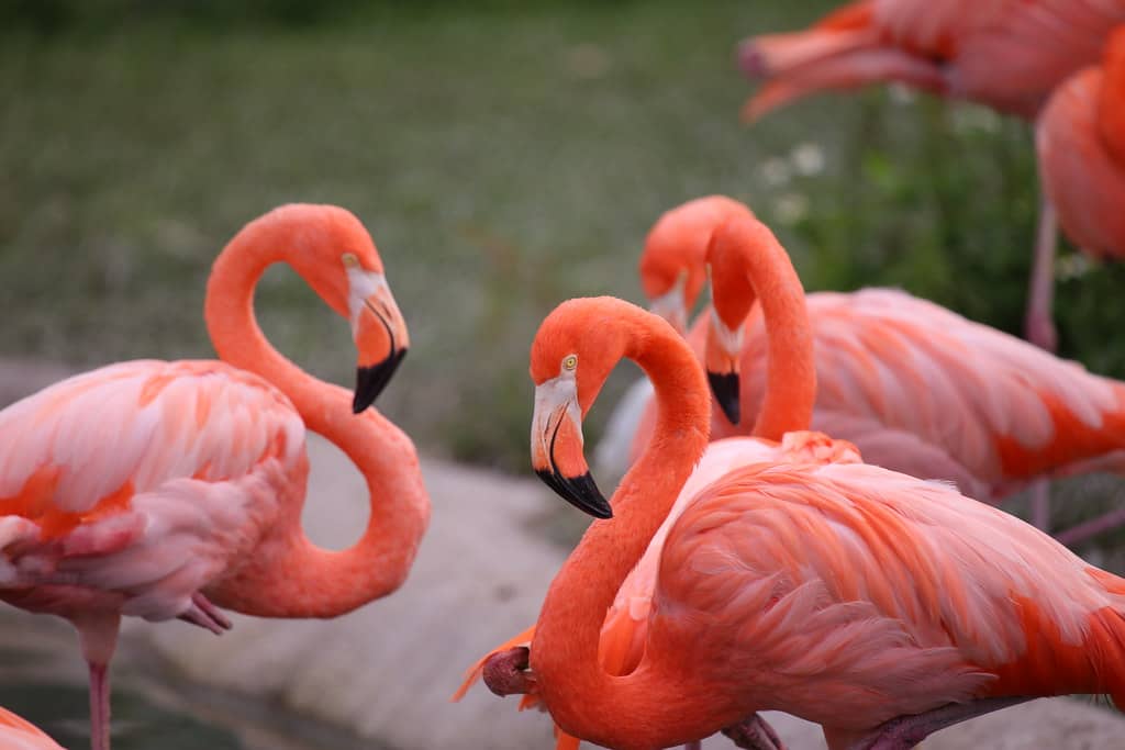 Sunset Zoo Events